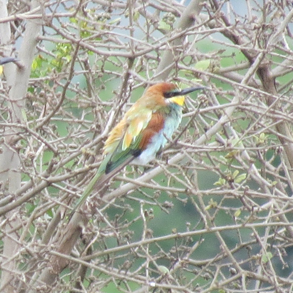 European Bee-eater - ML135546931