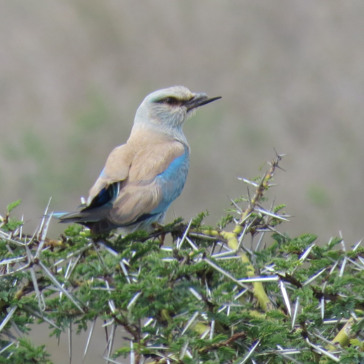 European Roller - ML135547181