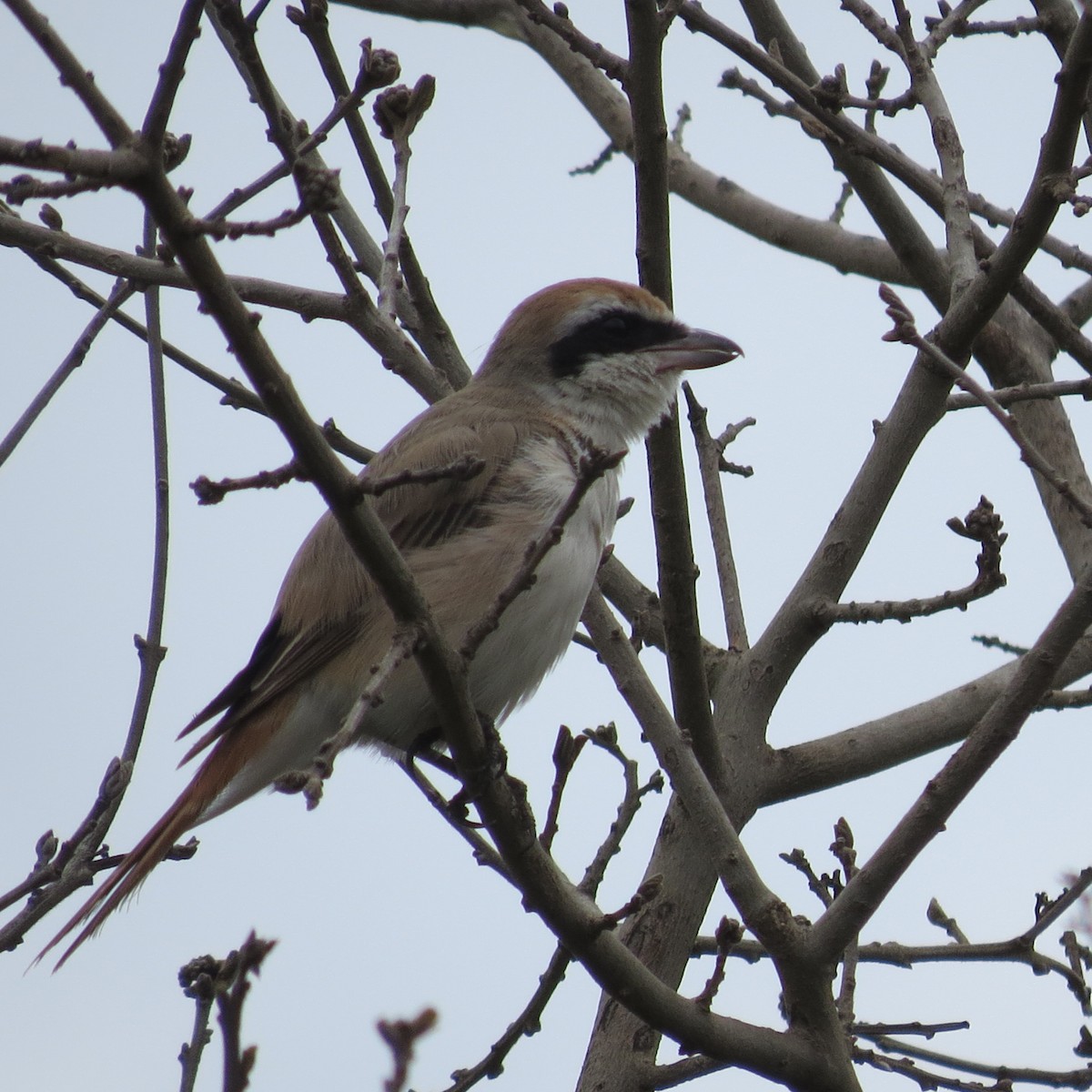 Isabelline Shrike - ML135547401