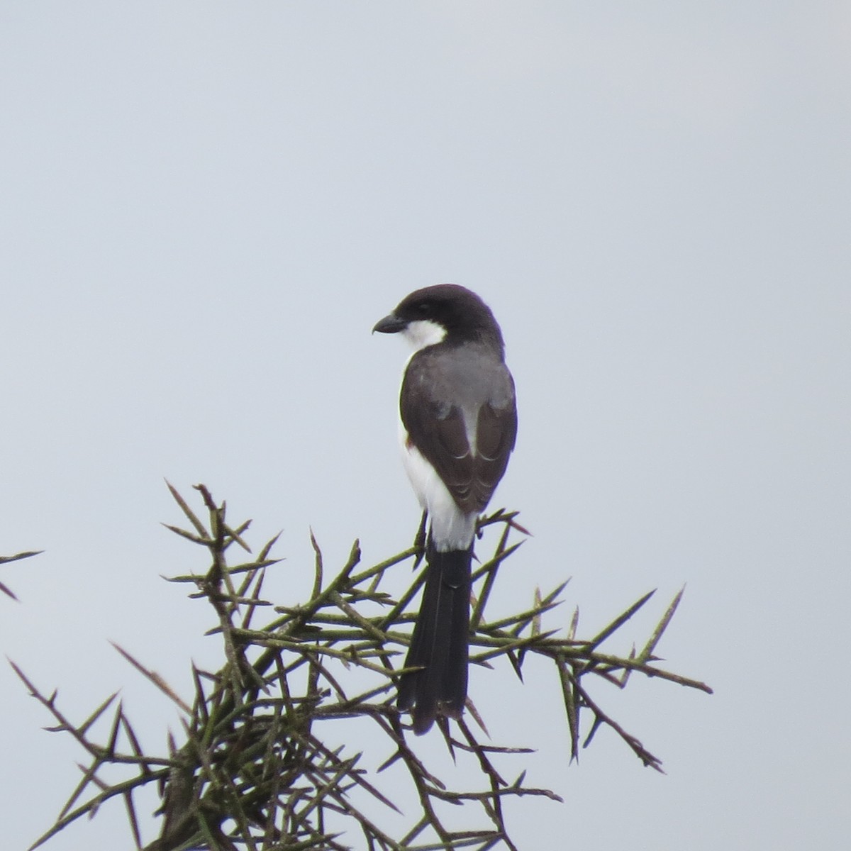 Long-tailed Fiscal - ML135547431