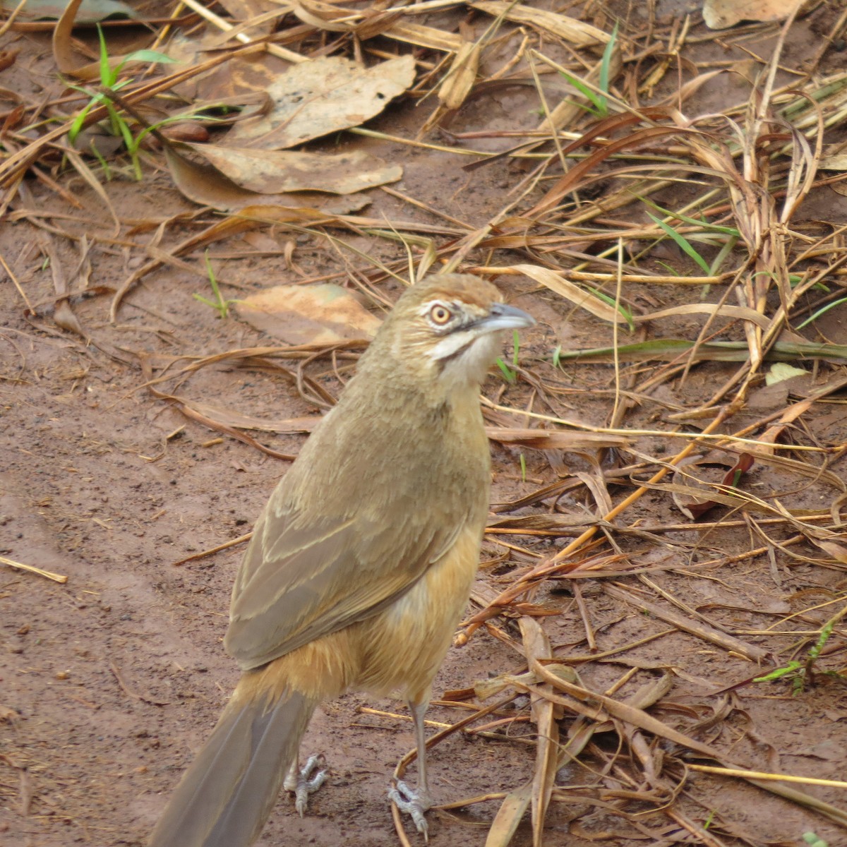 Moustached Grass-Warbler - ML135548491