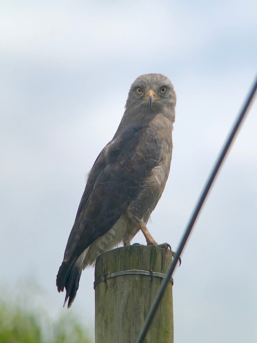 Banded Snake-Eagle - ML135548611