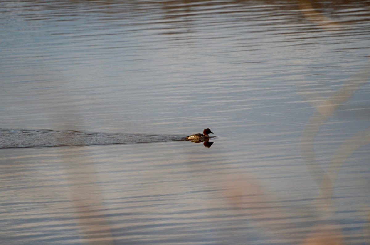 Common Goldeneye - David Govoni