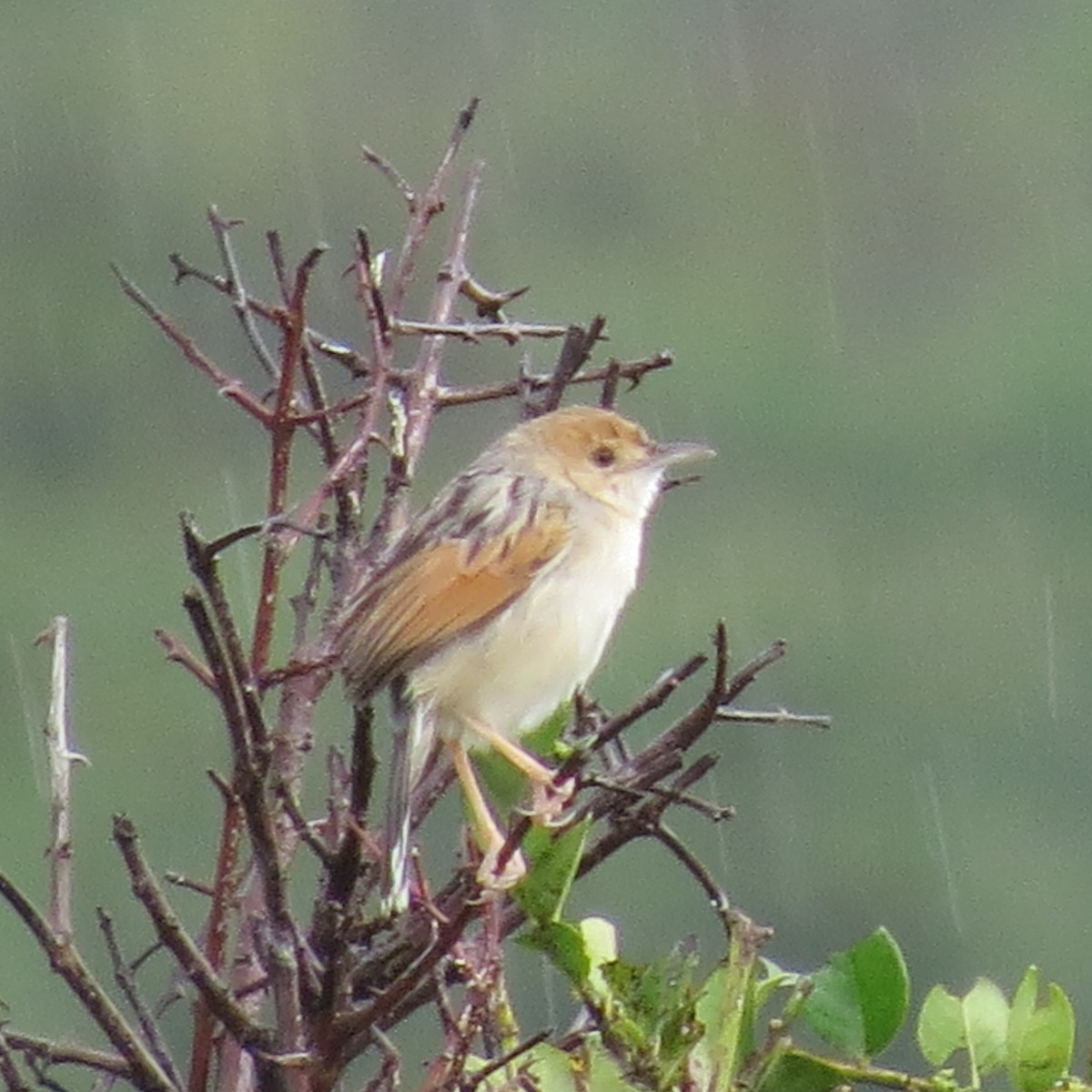 Winding Cisticola - ML135548681