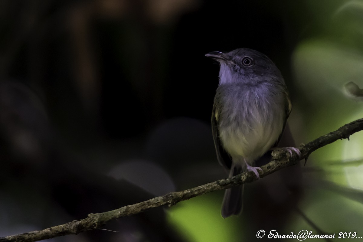 Northern Bentbill - ML135548751