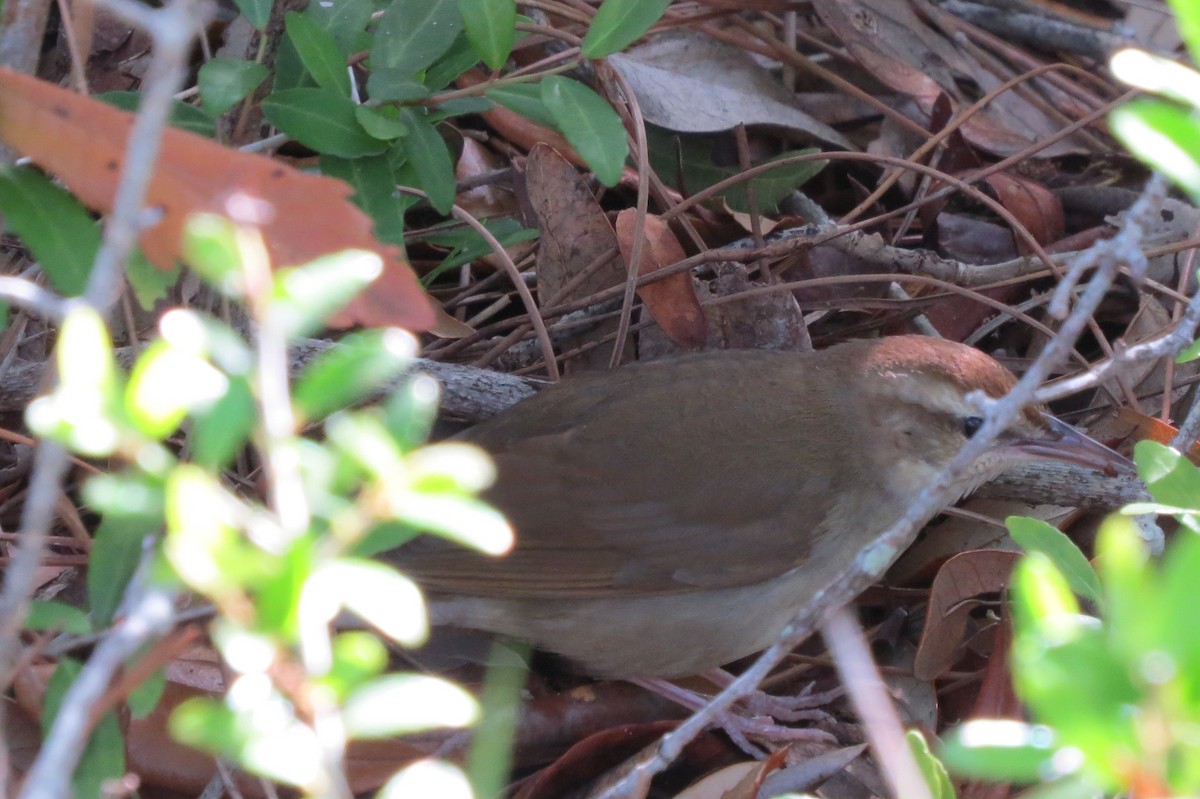 Swainson's Warbler - ML135549311