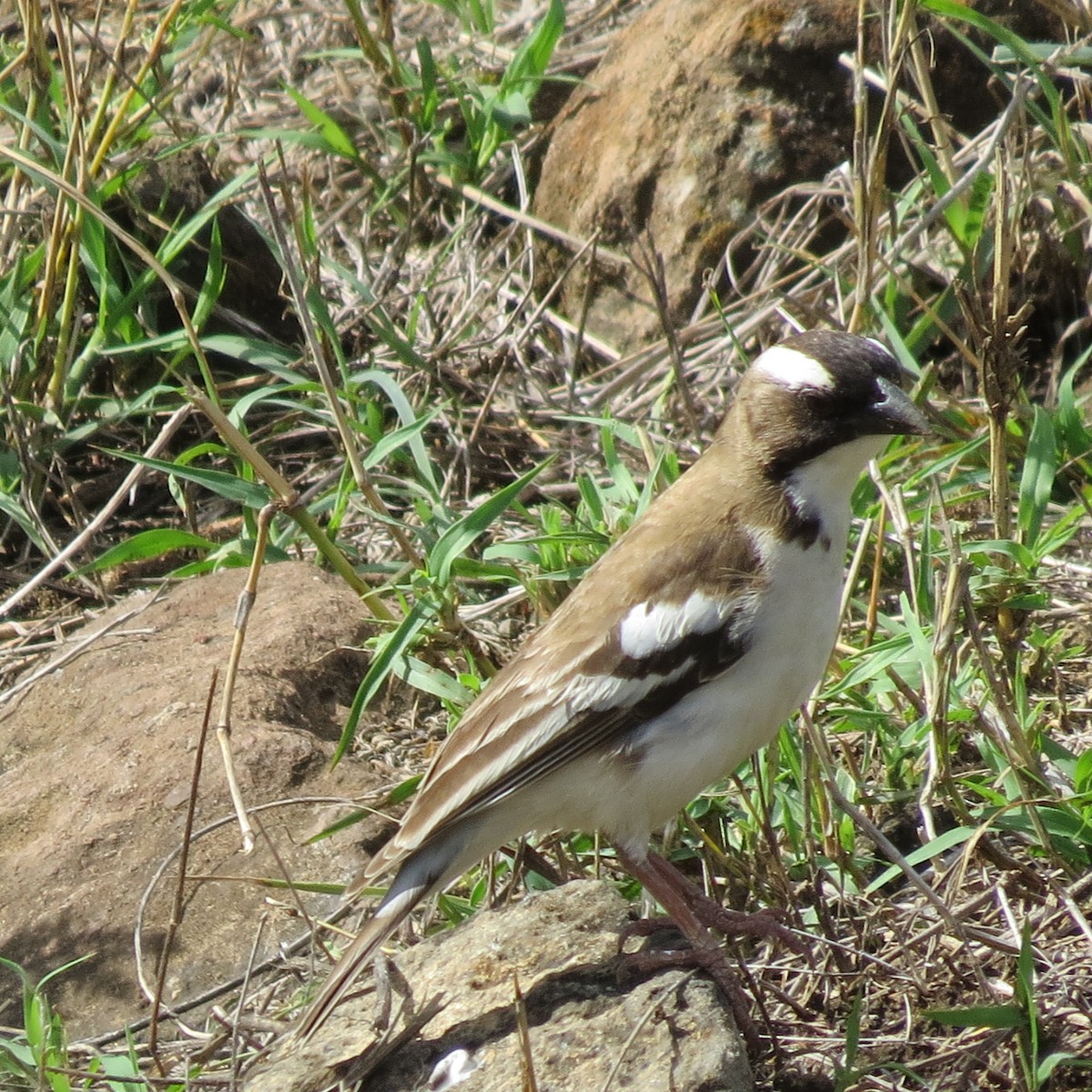 White-browed Sparrow-Weaver - ML135549501