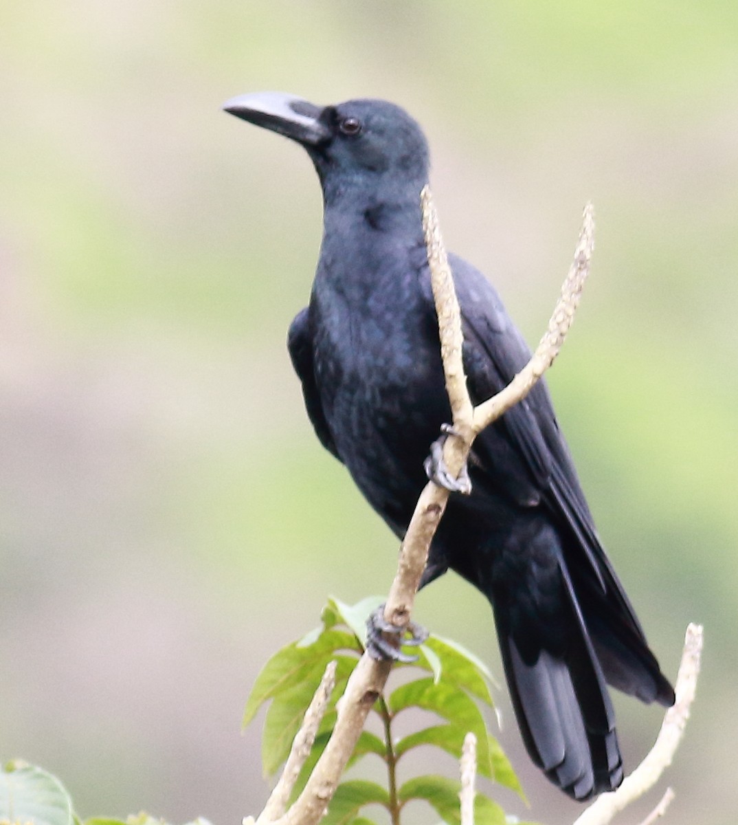 Large-billed Crow (Indian Jungle) - ML135549701