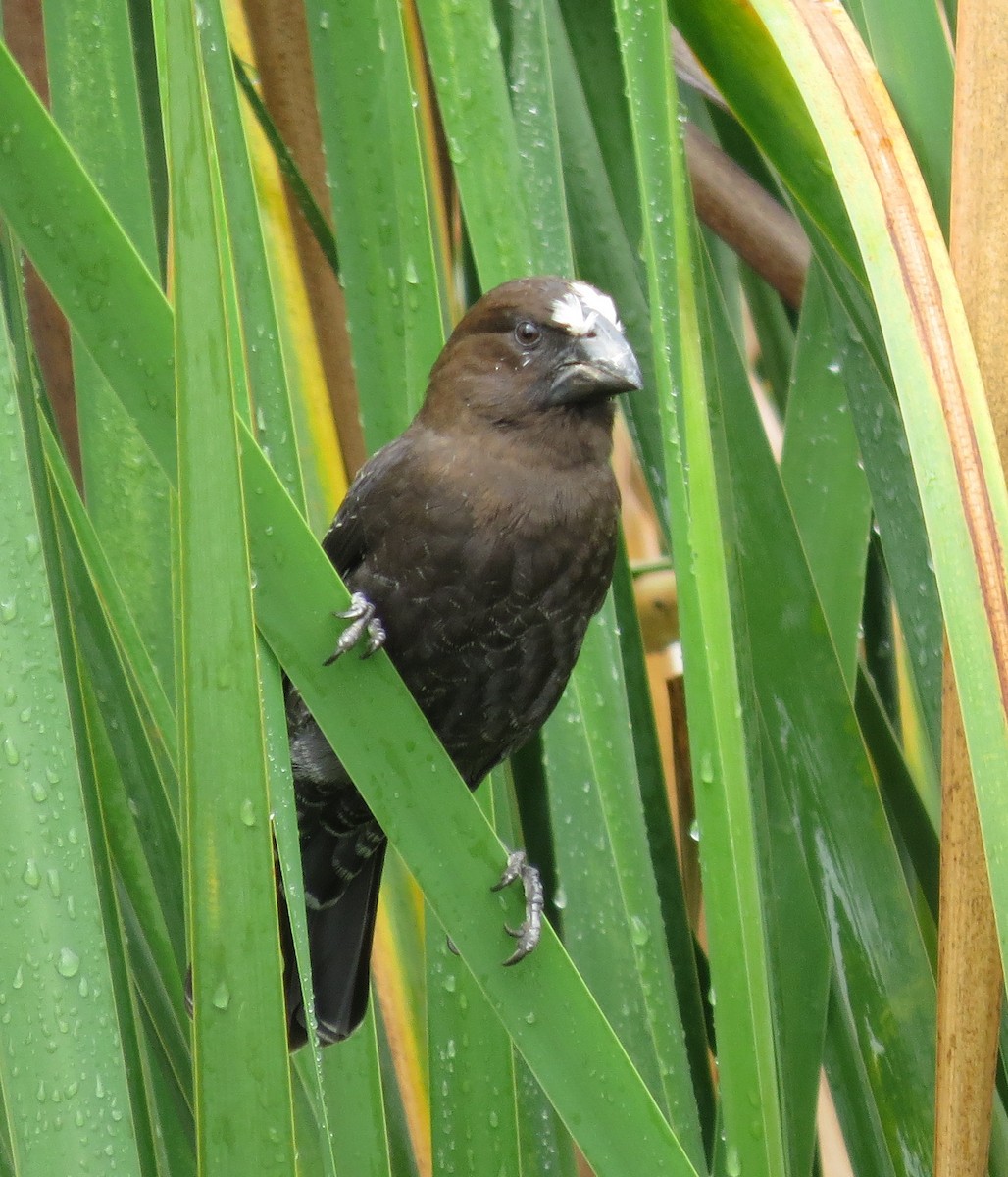 Grosbeak Weaver - ML135549761