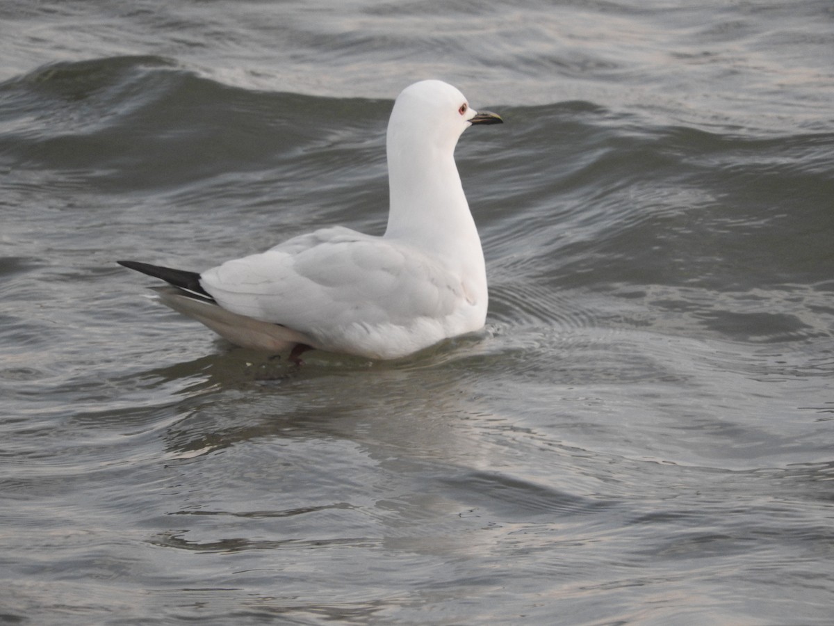 Шөвгөр цахлай - ML135550811