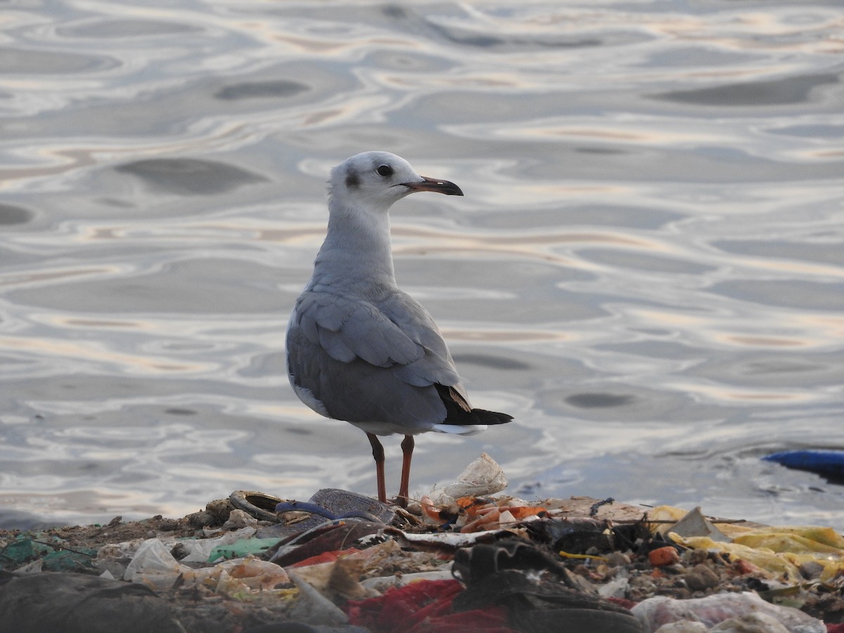 Gray-hooded Gull - ML135550921