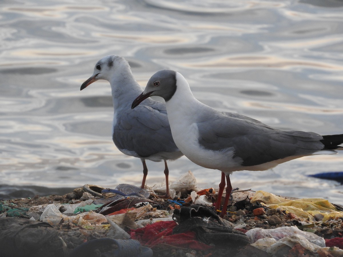 Gray-hooded Gull - ML135550931