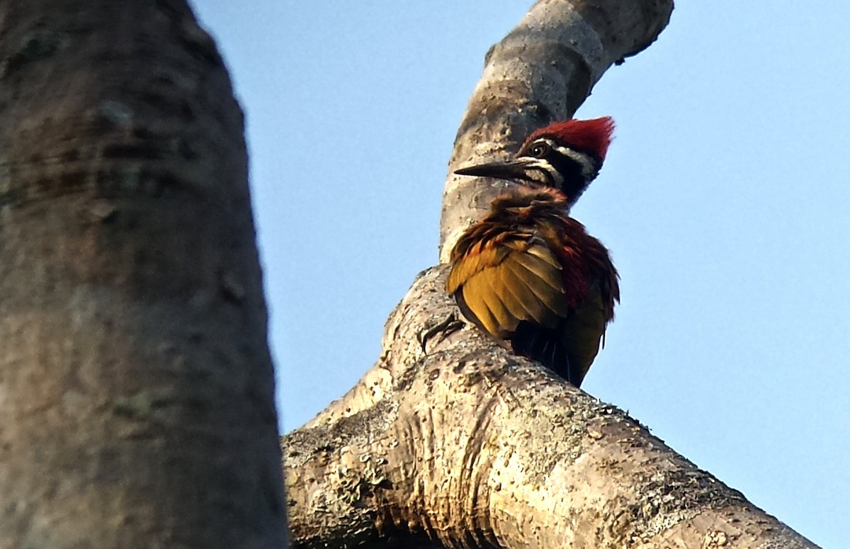 Greater Flameback - Jay VanderGaast