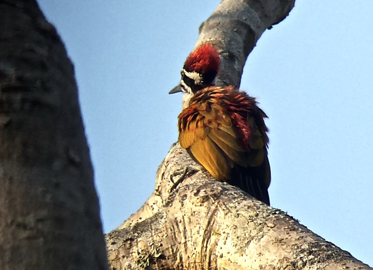 Greater Flameback - Jay VanderGaast