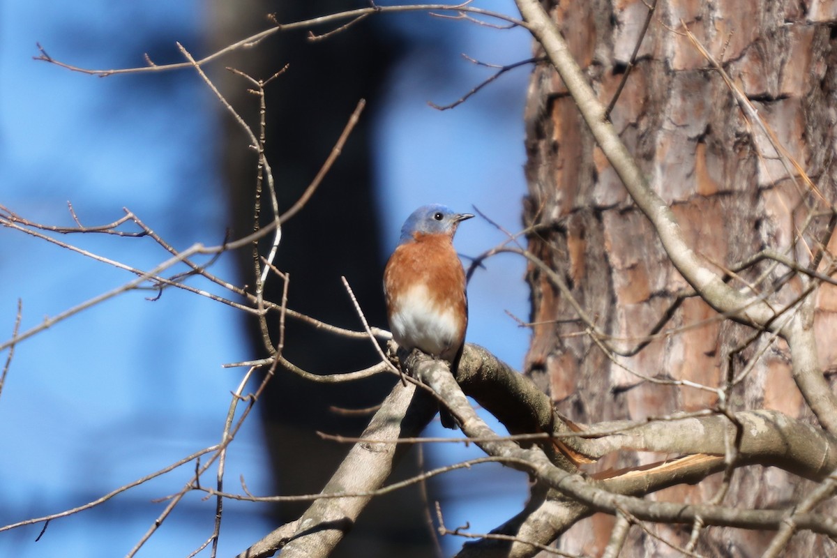 Eastern Bluebird - ML135552351