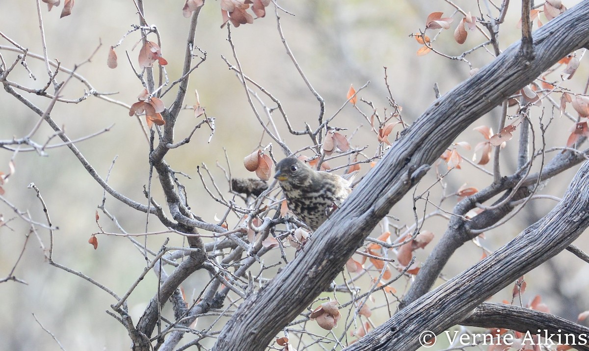 Fox Sparrow - ML135552501