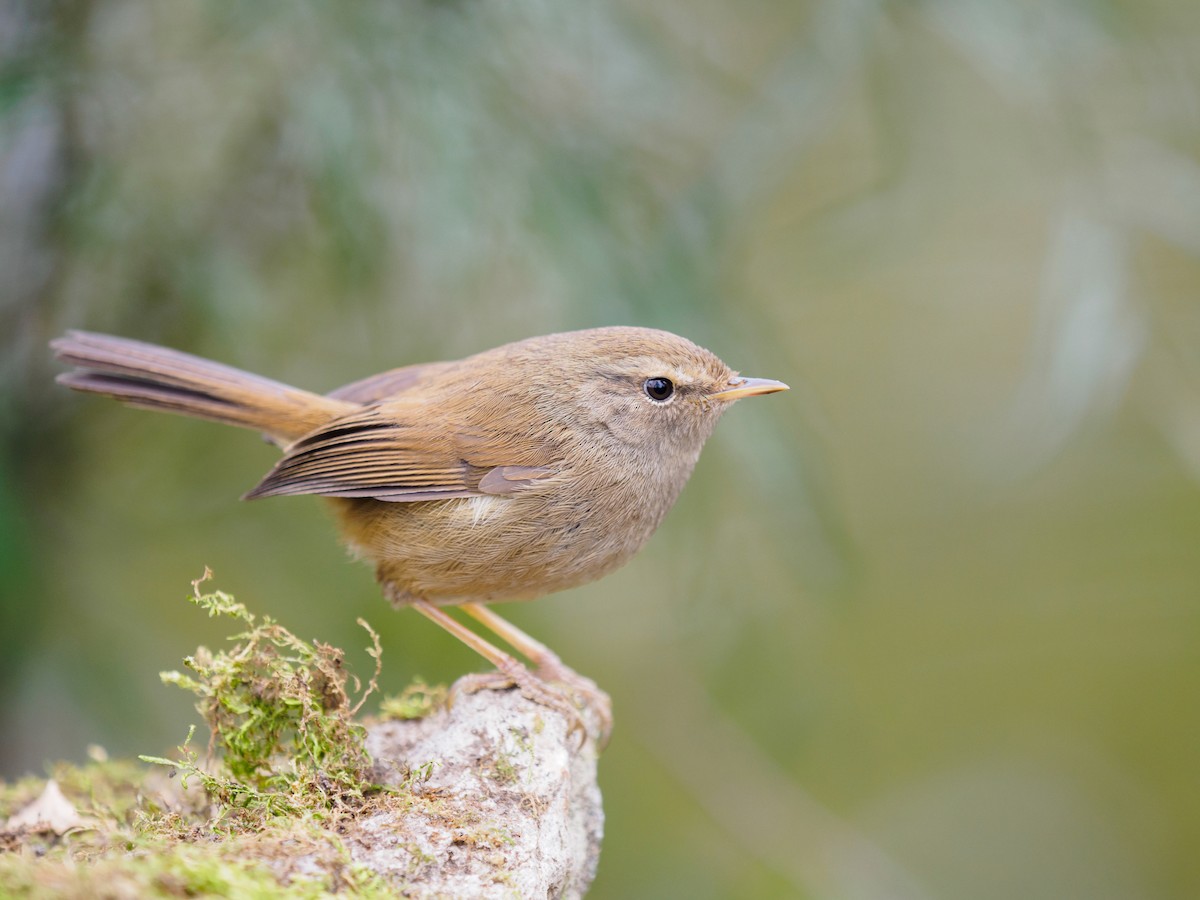 Brownish-flanked Bush Warbler - ML135552971