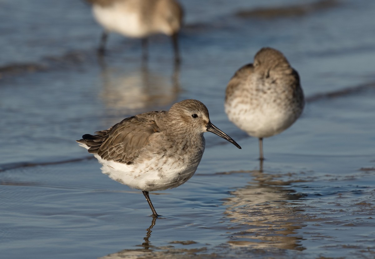 Dunlin - ML135555811