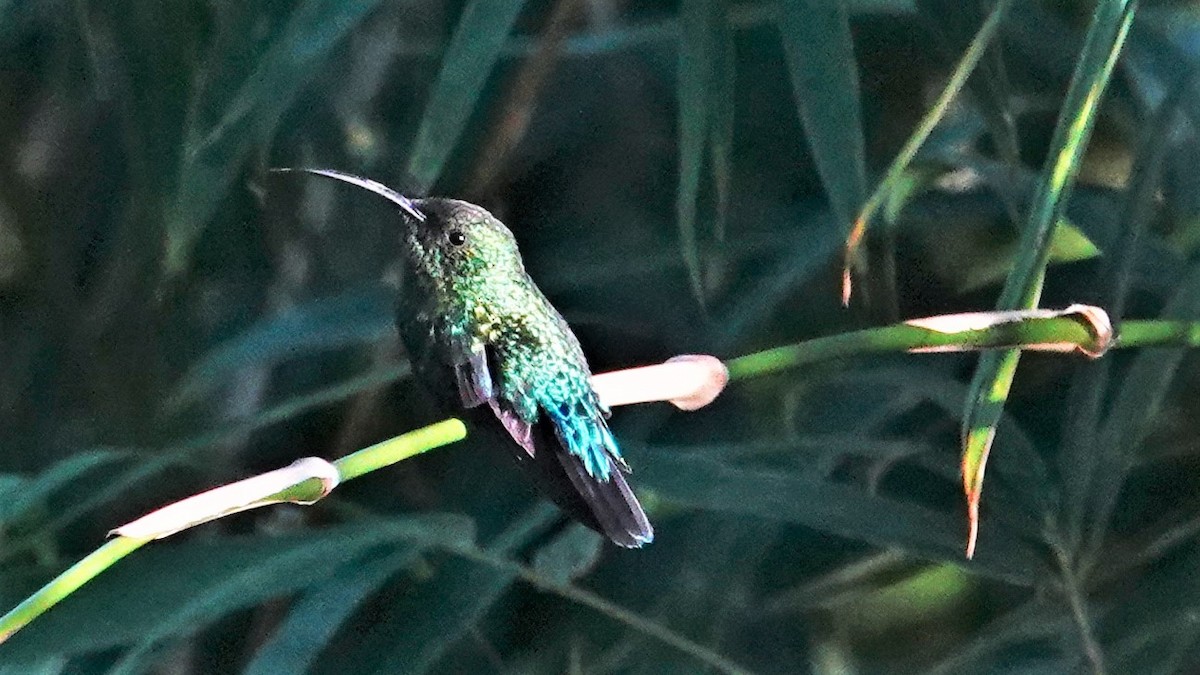 Green-throated Carib - ML135555951