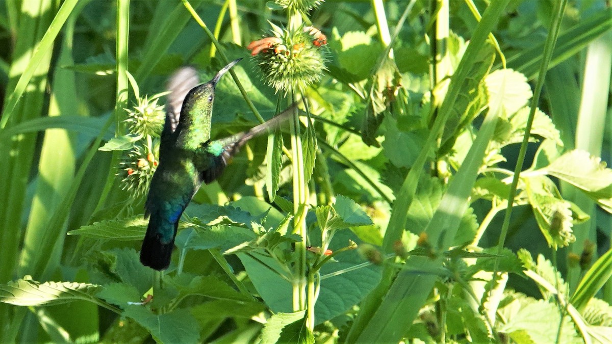 Зеленогрудый колибри - ML135555971