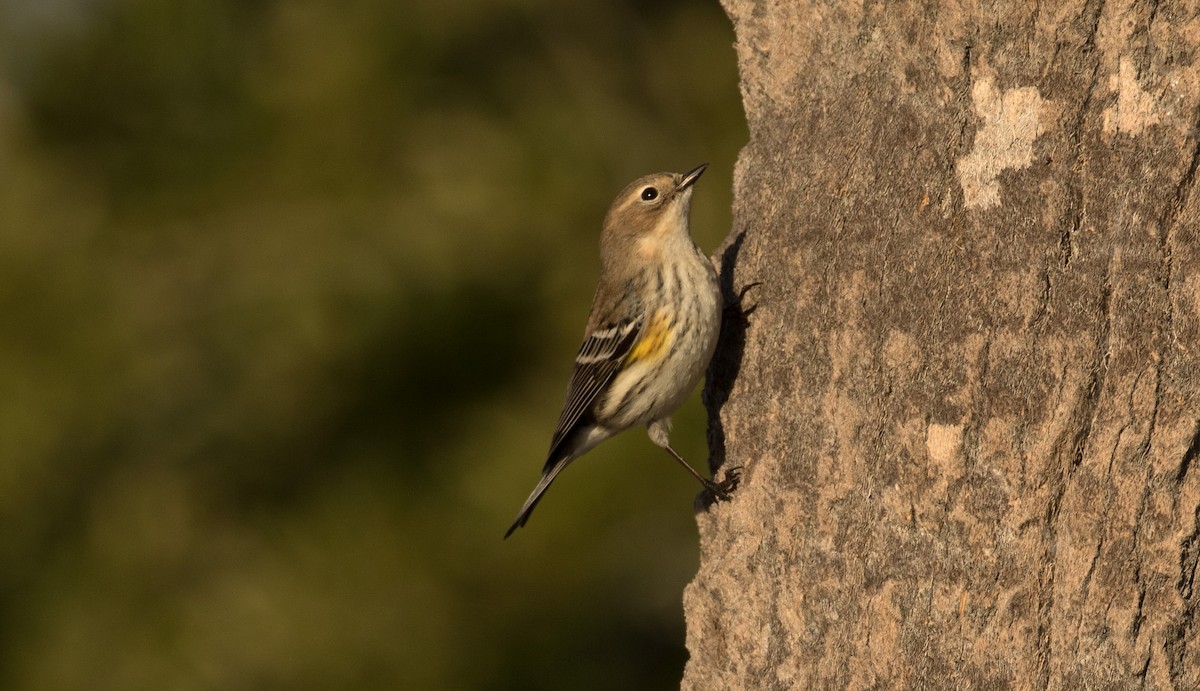 Yellow-rumped Warbler - ML135556251