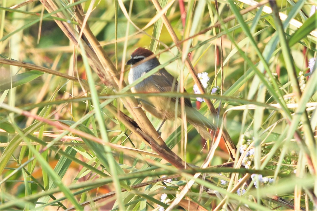 Chestnut-capped Babbler - ML135556731