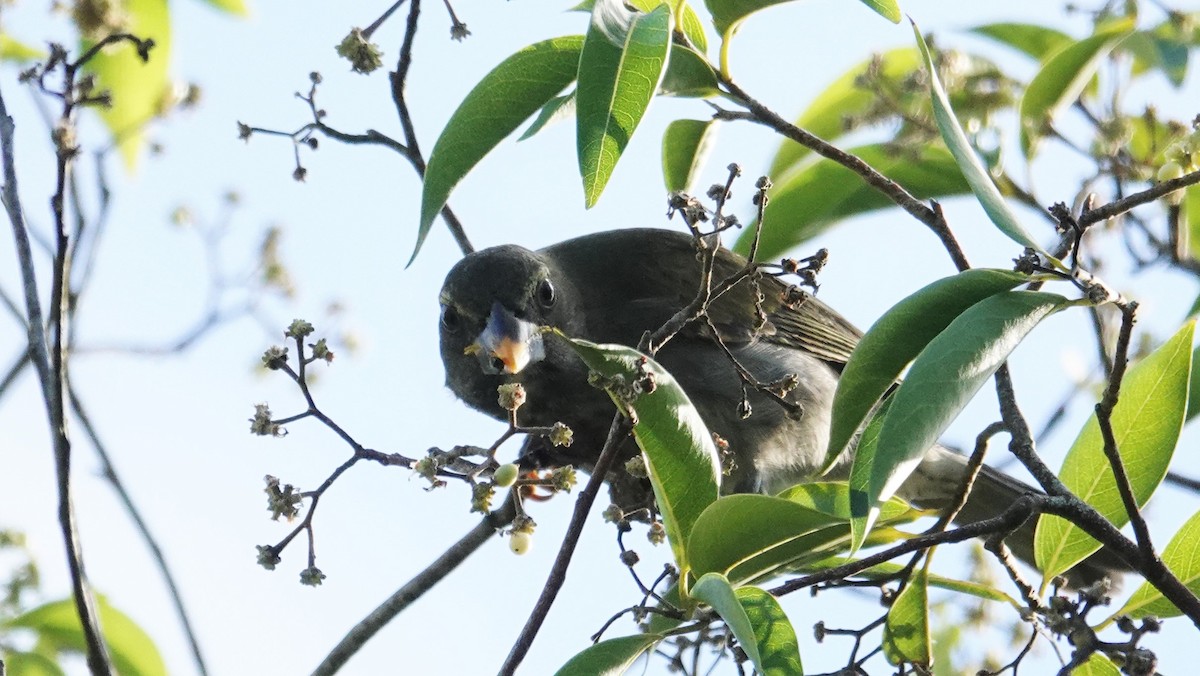 Lesser Antillean Saltator - ML135556891