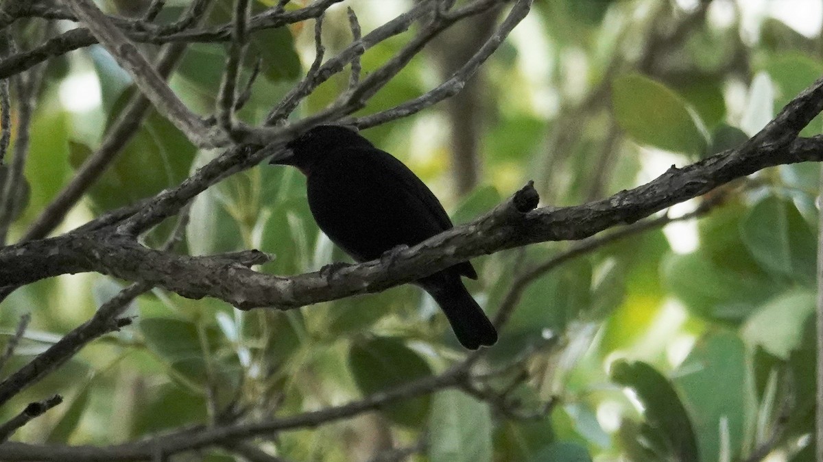 Lesser Antillean Bullfinch - ML135556991