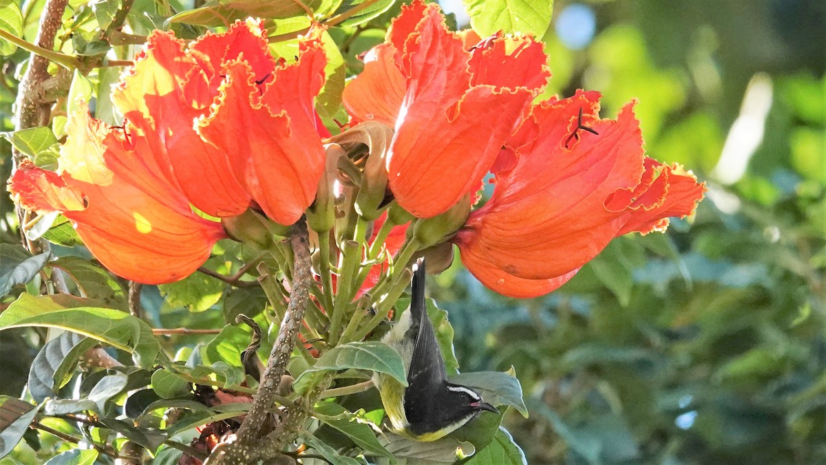 Bananaquit - ML135557591