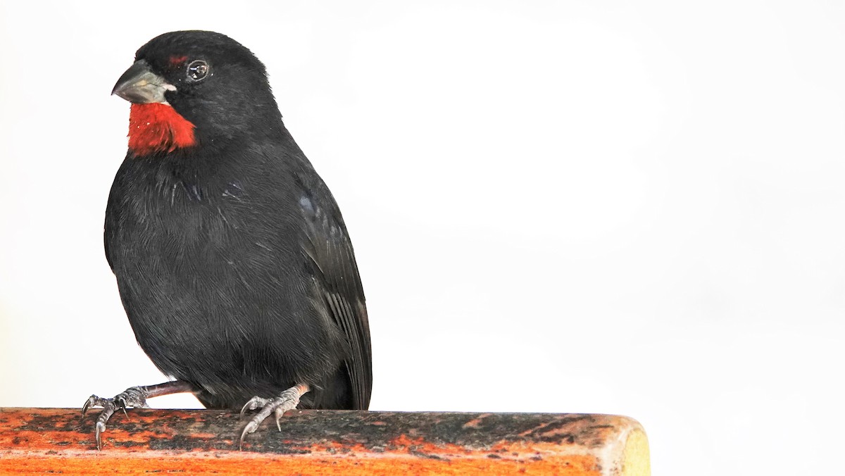 Lesser Antillean Bullfinch - ML135557891