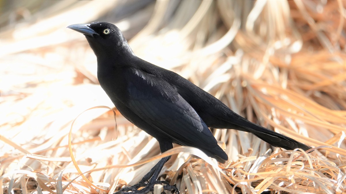 Carib Grackle - ML135558041