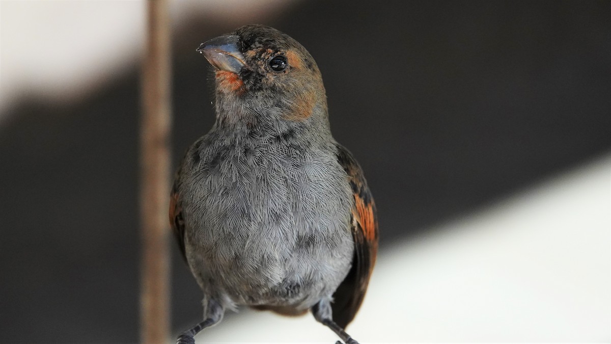 Lesser Antillean Bullfinch - ML135558201