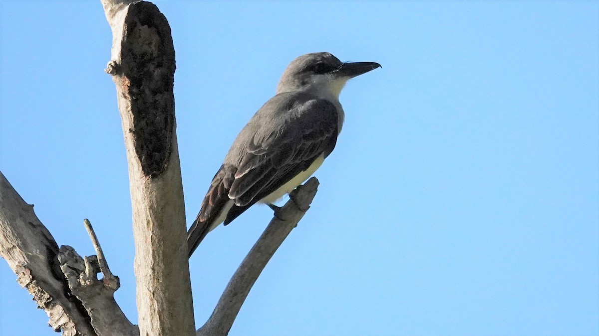 Gray Kingbird - Ronald Breteler