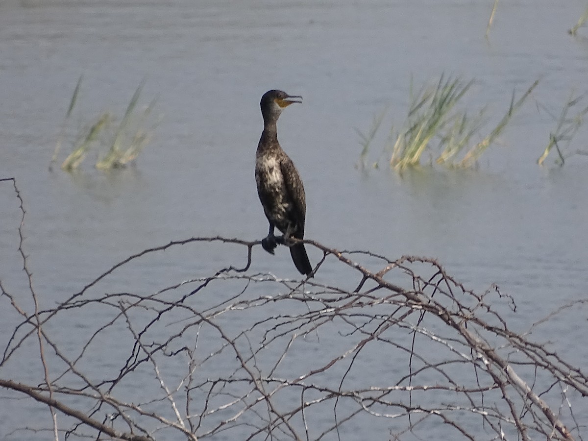 Indian Cormorant - Rujuta Vinod