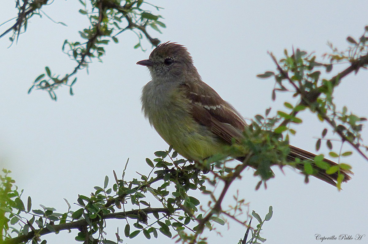 Southern Scrub-Flycatcher - ML135559721