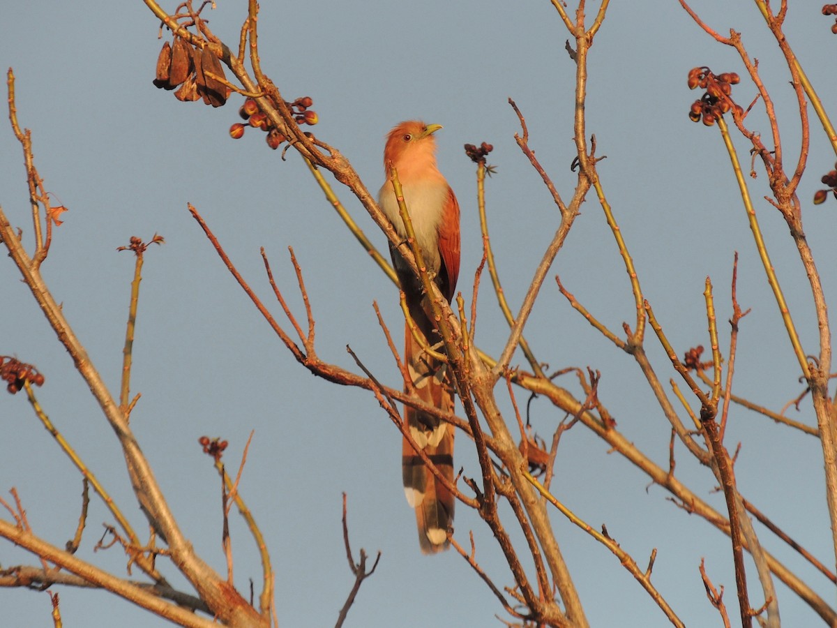 Squirrel Cuckoo - Callan Murphy