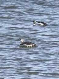 Red-throated Loon - ML135560631