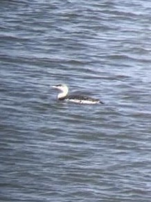 Red-throated Loon - ML135560641