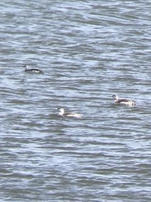 Red-throated Loon - ML135560651