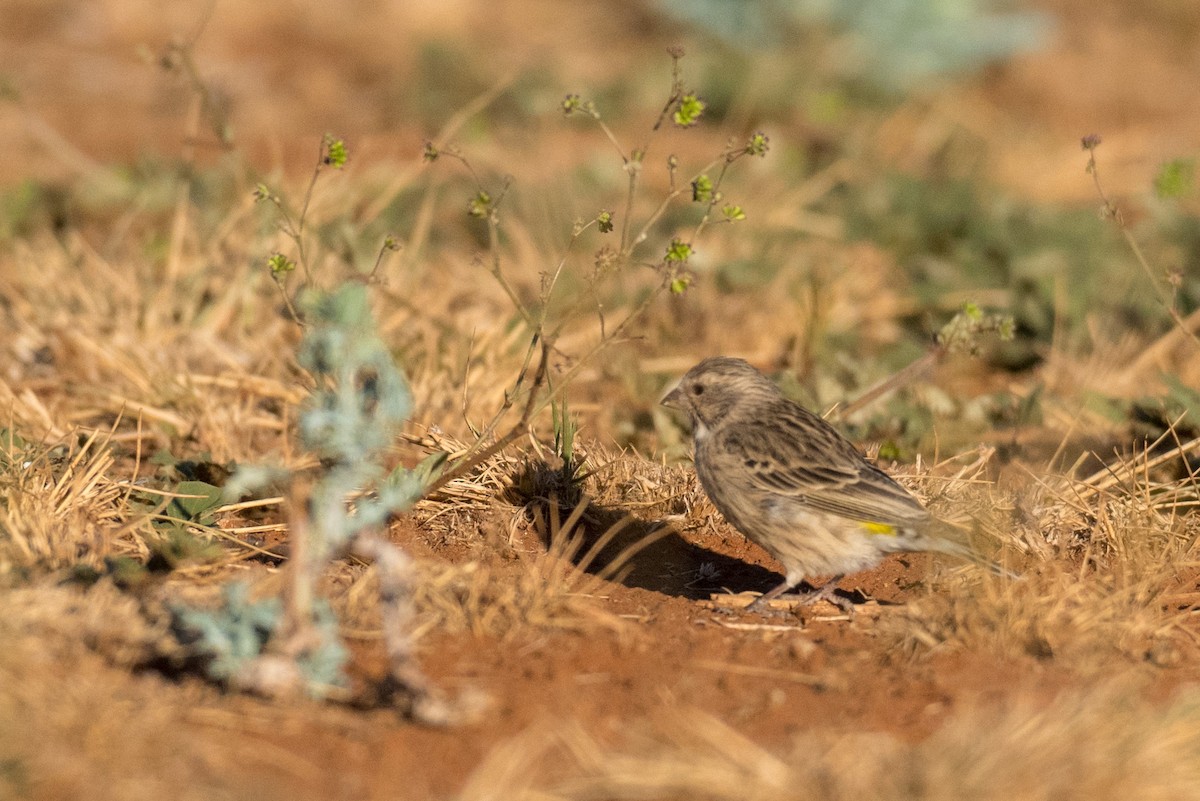 Serin à gorge noire - ML135561431