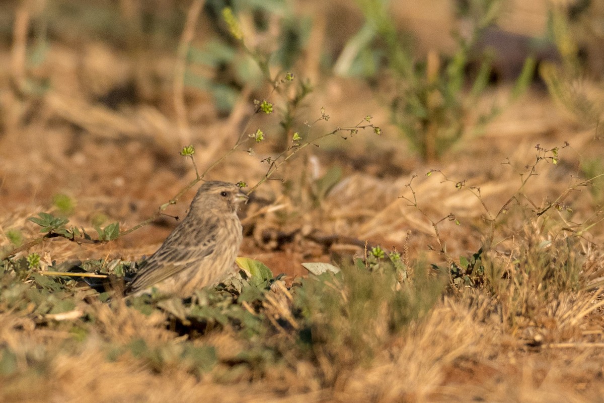 Serin à gorge noire - ML135561451