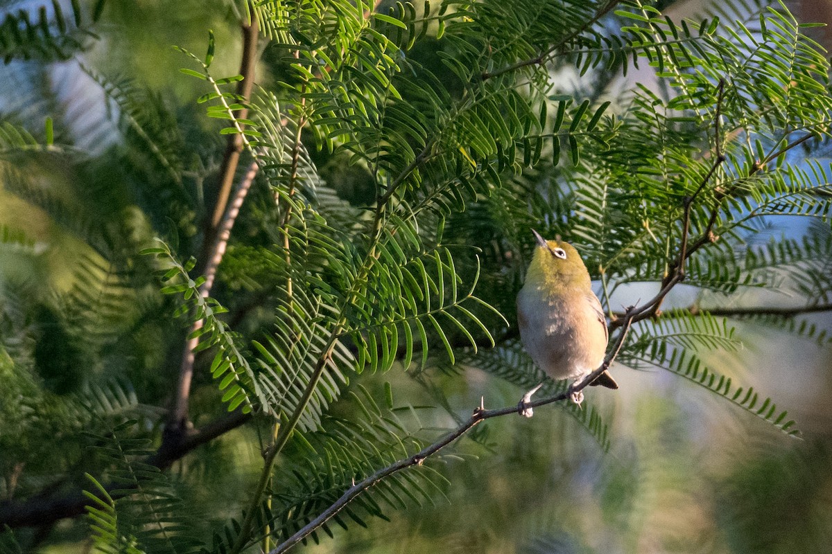 Orange River White-eye - Raphaël Nussbaumer