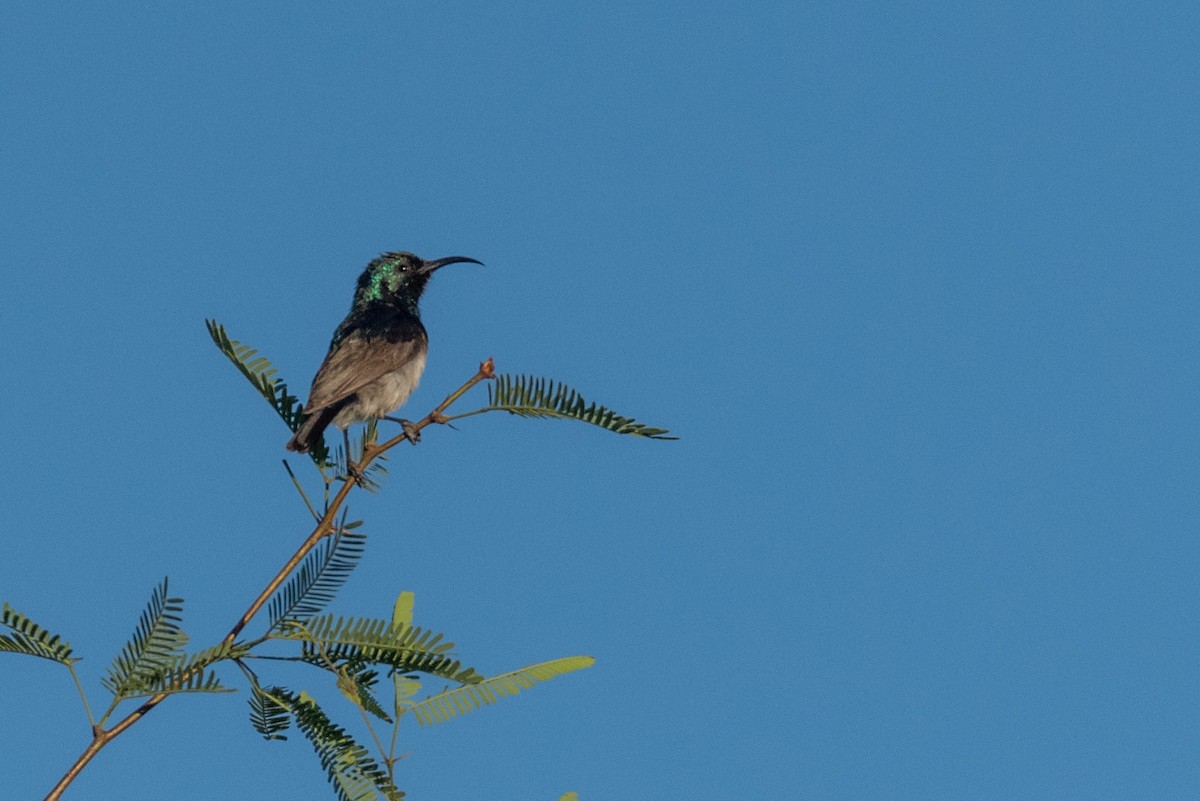 White-breasted Sunbird - ML135561711