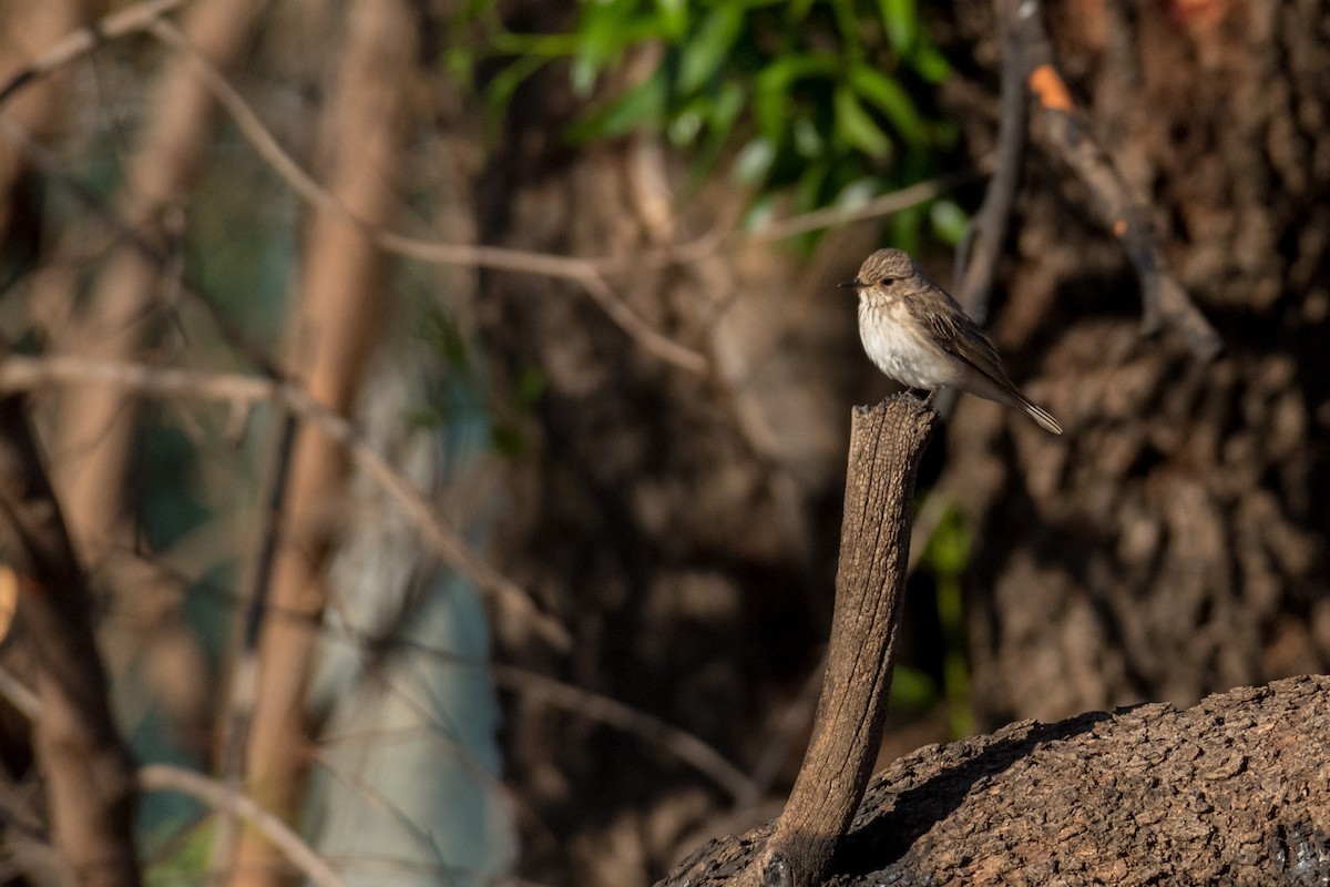 Spotted Flycatcher - Raphaël Nussbaumer