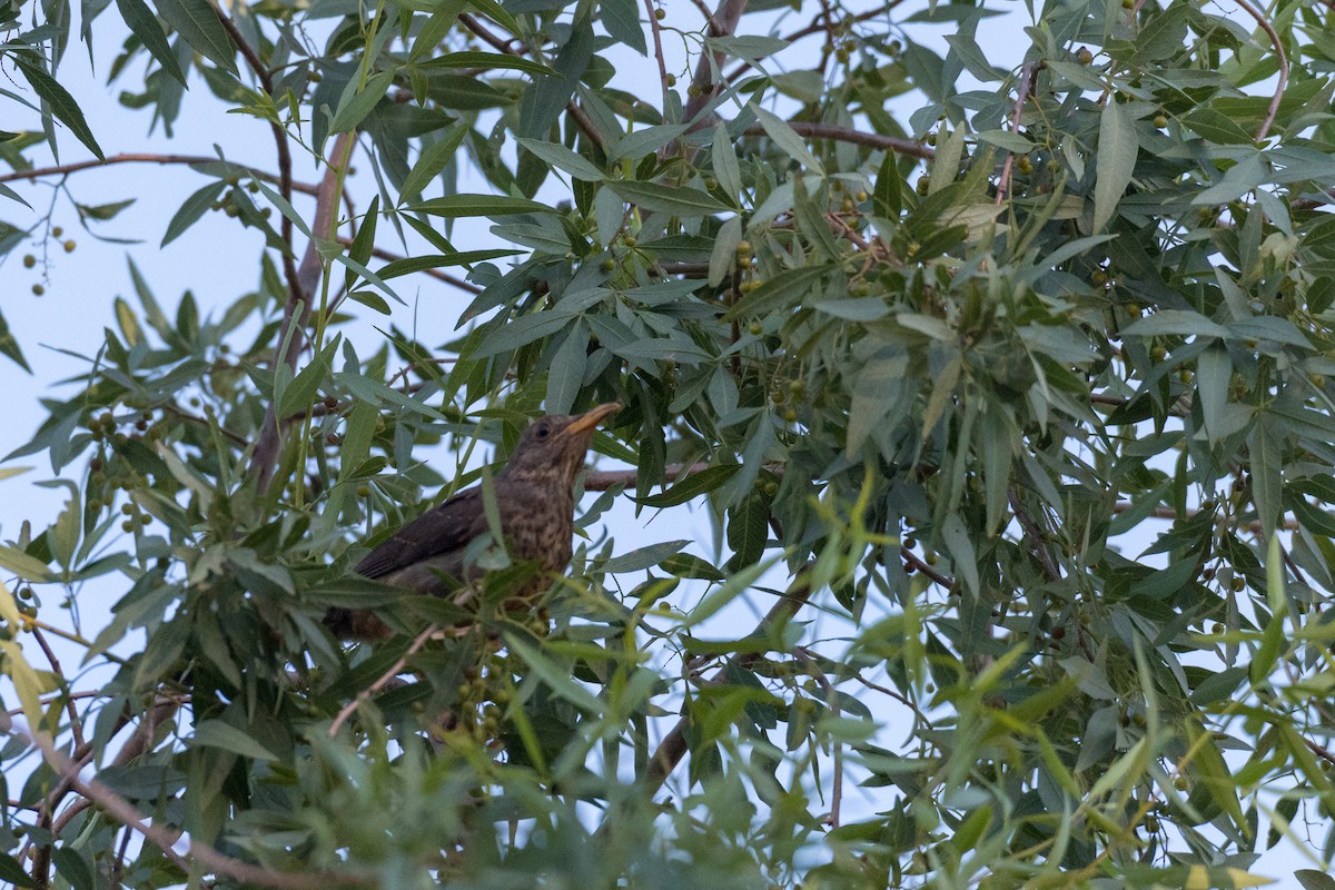 Karoo Thrush - Raphaël Nussbaumer