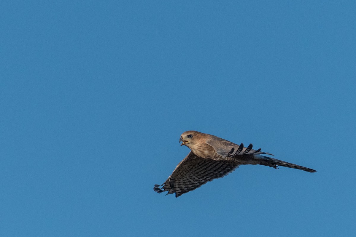 Gabar Goshawk - Raphaël Nussbaumer