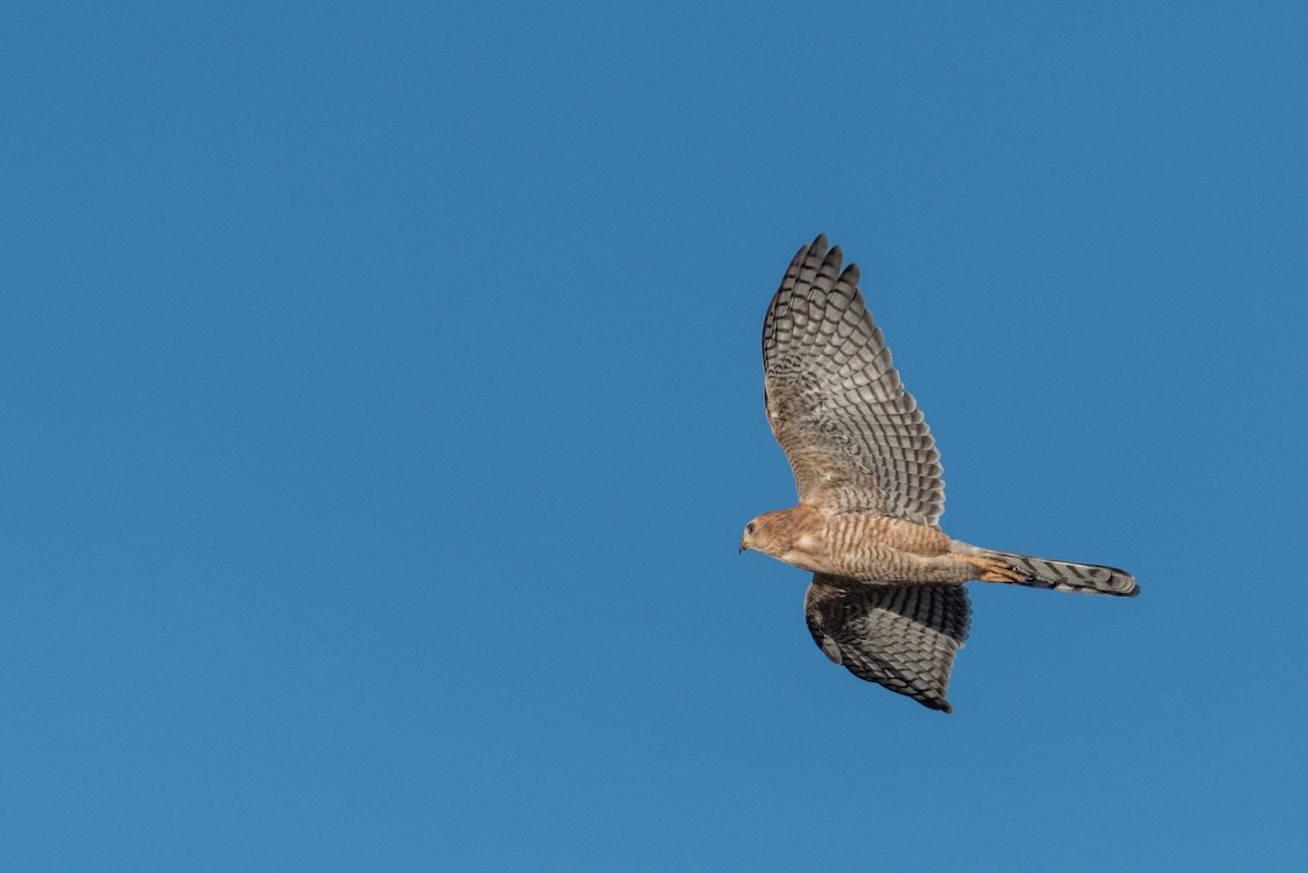 Gabar Goshawk - ML135561861