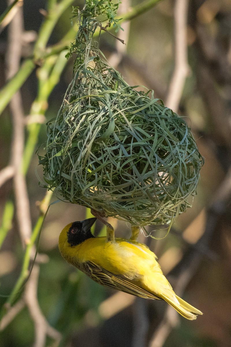 Southern Masked-Weaver - ML135561981