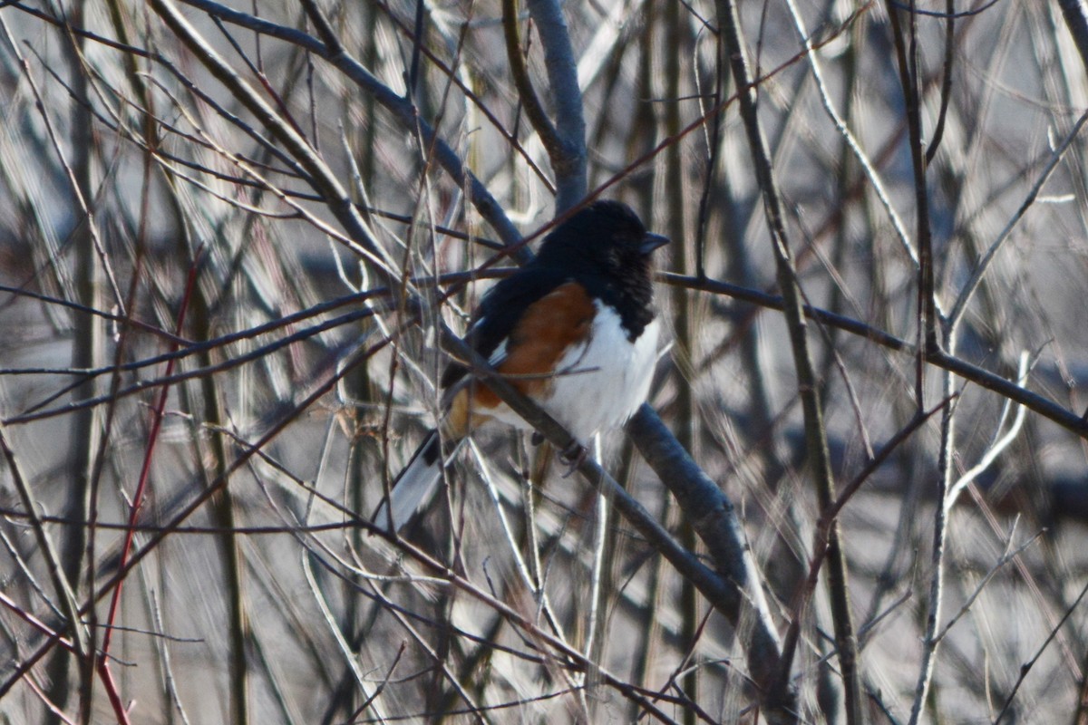 Eastern Towhee - ML135562701