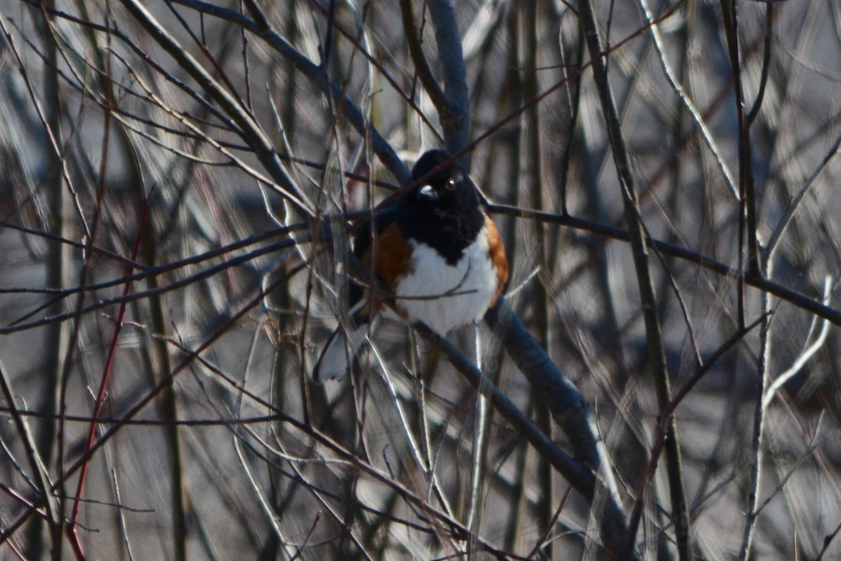 Eastern Towhee - ML135562741